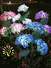 Solar LED Hydrangea Flower Light 10H Lighting Time Ground Plug Flower Light for Garden Pathway Patio Backyard Landscape Decor