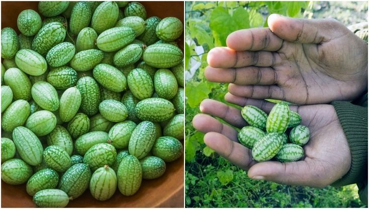 This may contain: two pictures one with cucumbers and the other with green beans in their hands