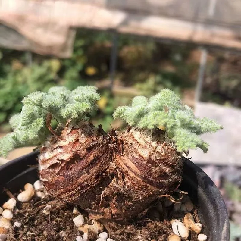 plant Aeonium Echeveria Haworthia  Caudex  Lithops Cactus  Agave 