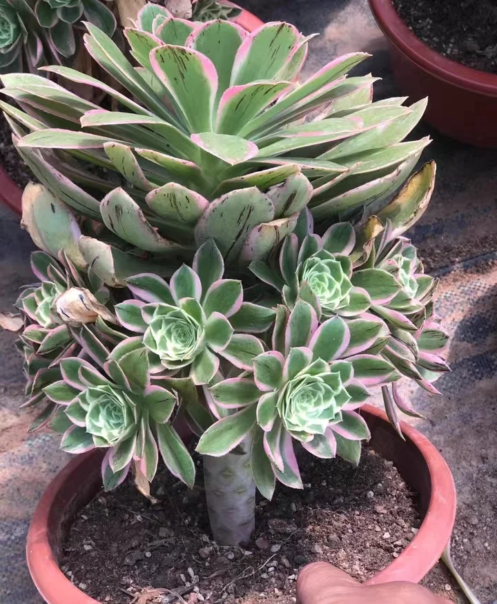 plant Aeonium Echeveria Haworthia  Caudex  Lithops Cactus  Agave 