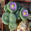 200 Pcs Rare Living Stones Mix Lithops bonsai Blooming Flower Succulent Cactus Organic Garden Bulk bonsai For Home Garden 
