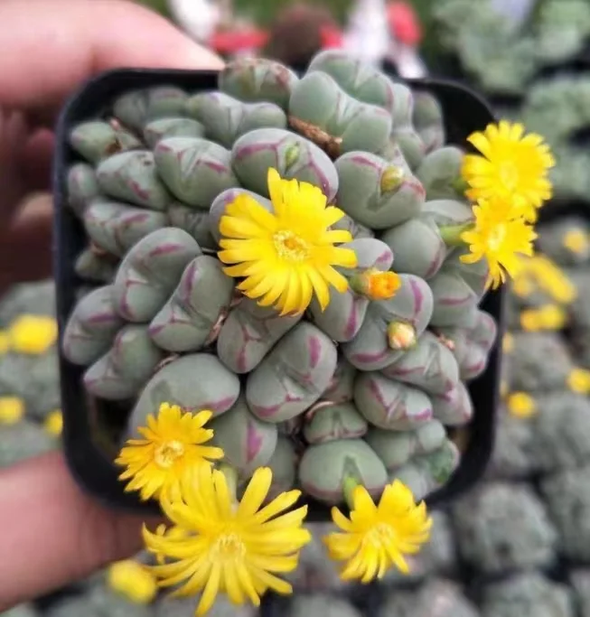 884.   Conophytum luiseae  cluster / Lithops and Conophytum  /  Succulent plants / Garden landscape / Carefully select healthy plants