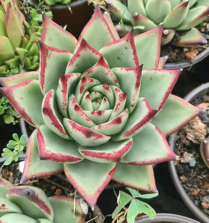 plant Aeonium Echeveria Haworthia  Caudex  Lithops Cactus  Agave 