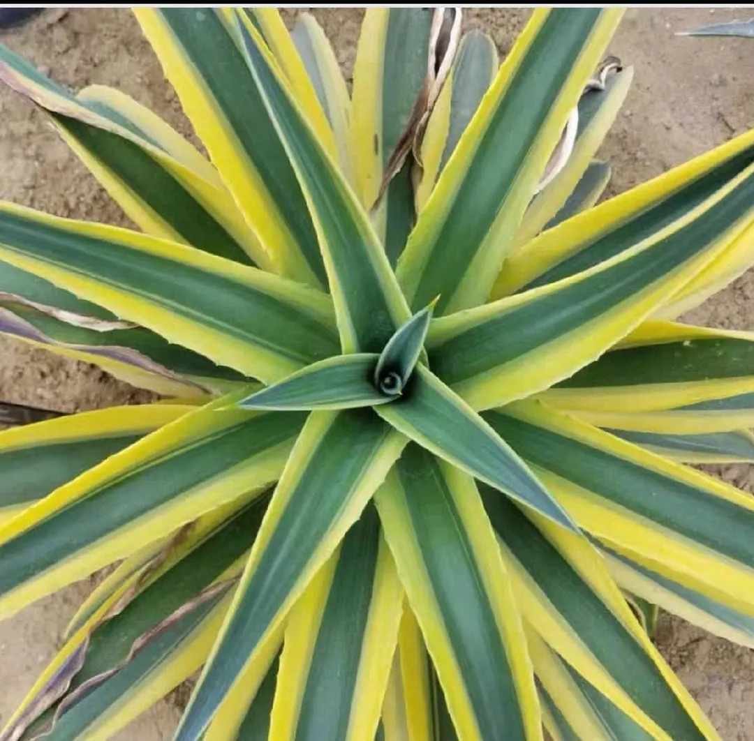 plant Aeonium Echeveria Haworthia  Caudex  Lithops Cactus  Agave 
