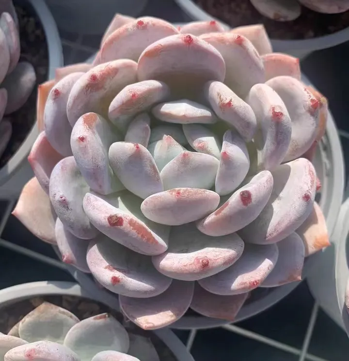 plant Aeonium Echeveria Haworthia  Caudex  Lithops Cactus  Agave 