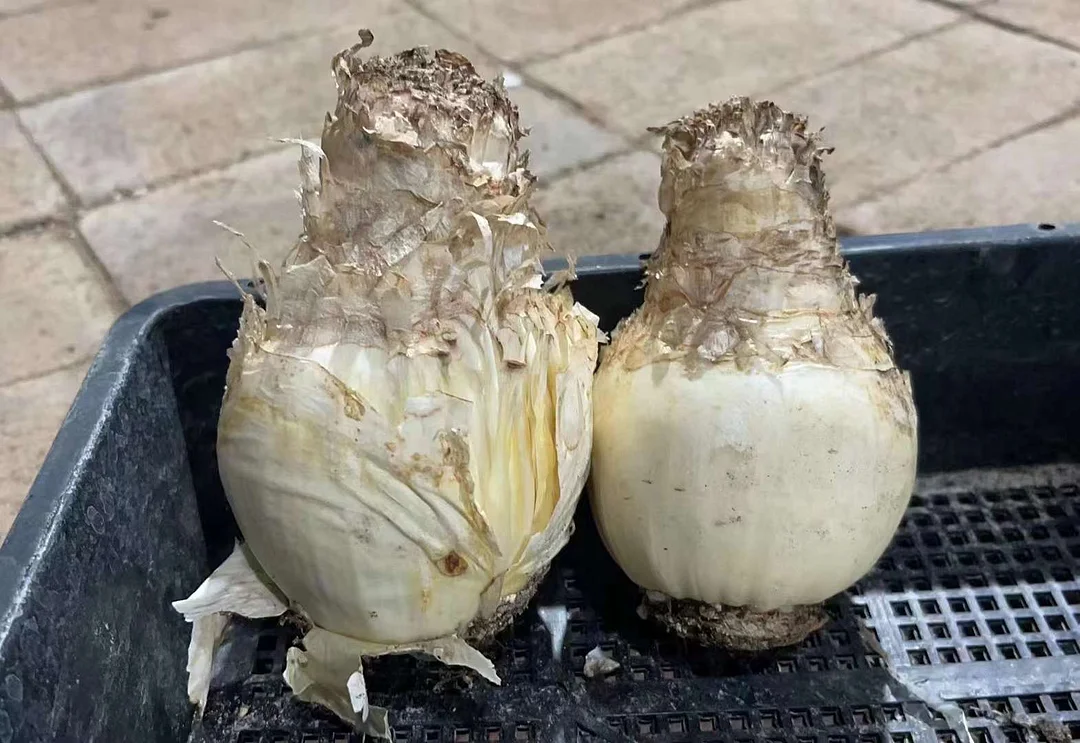 plant Aeonium Echeveria Haworthia  Caudex  Lithops Cactus  Agave 