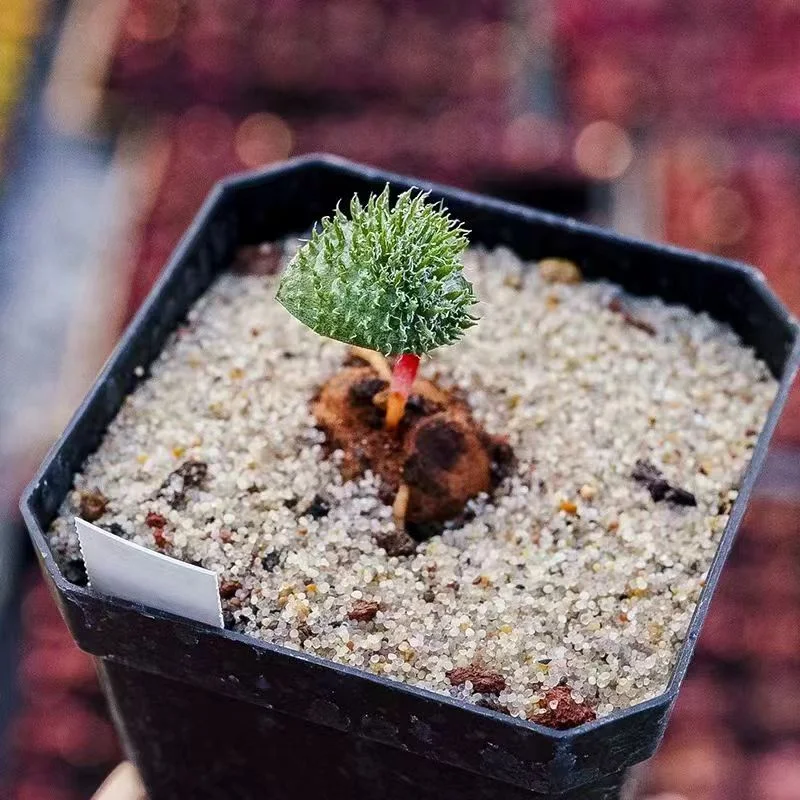 956. Eriospermum folioliferum 2-3cm  /Caudex/ Succulent plants / Garden landscape / Carefully select healthy plants