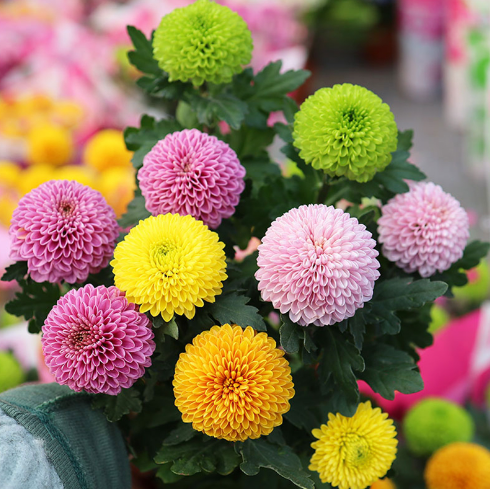 🏵️Colorful Ping Pong Chrysanthemum Seeds