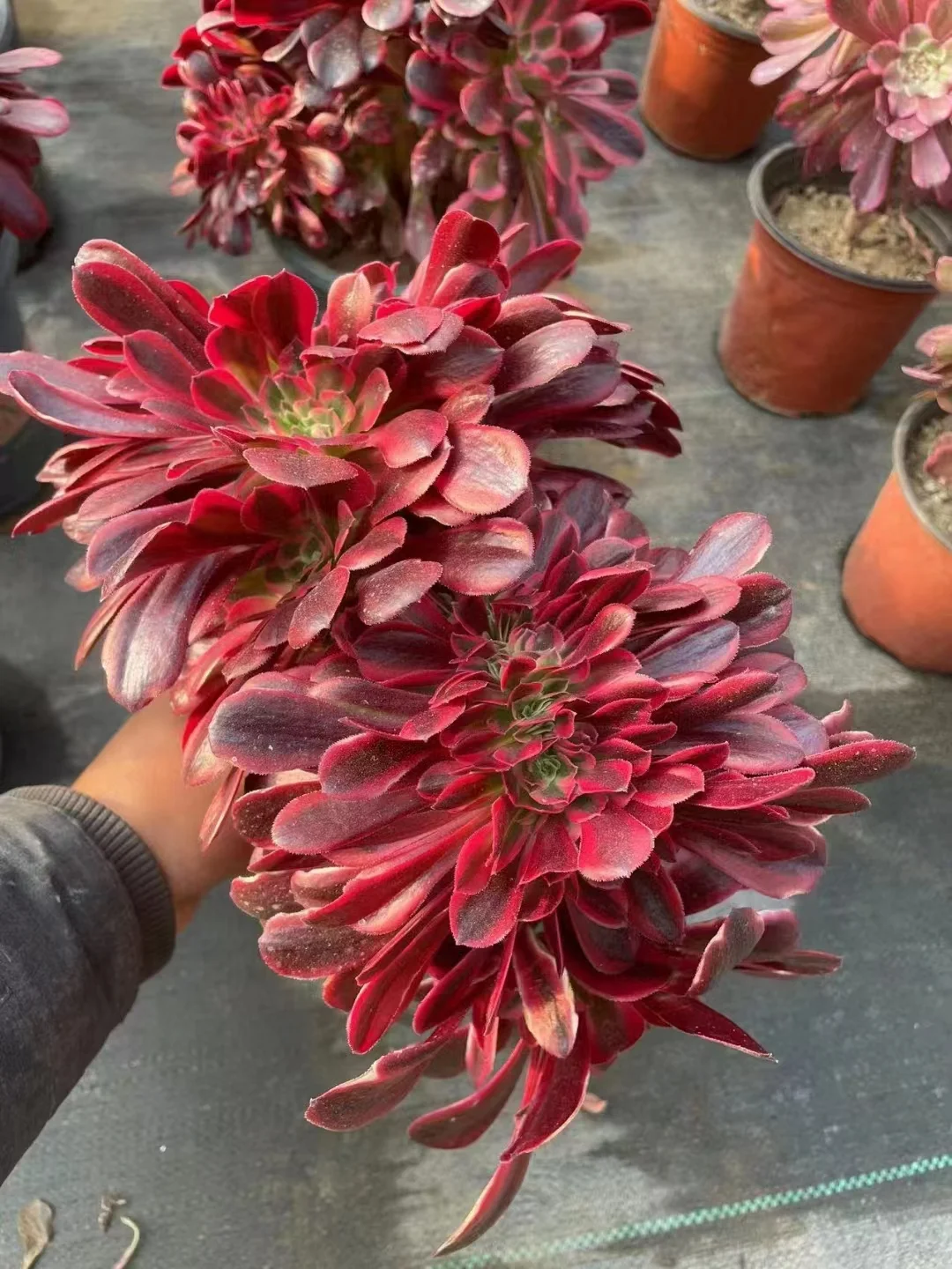 plant Aeonium Echeveria Haworthia  Caudex  Lithops Cactus  Agave 