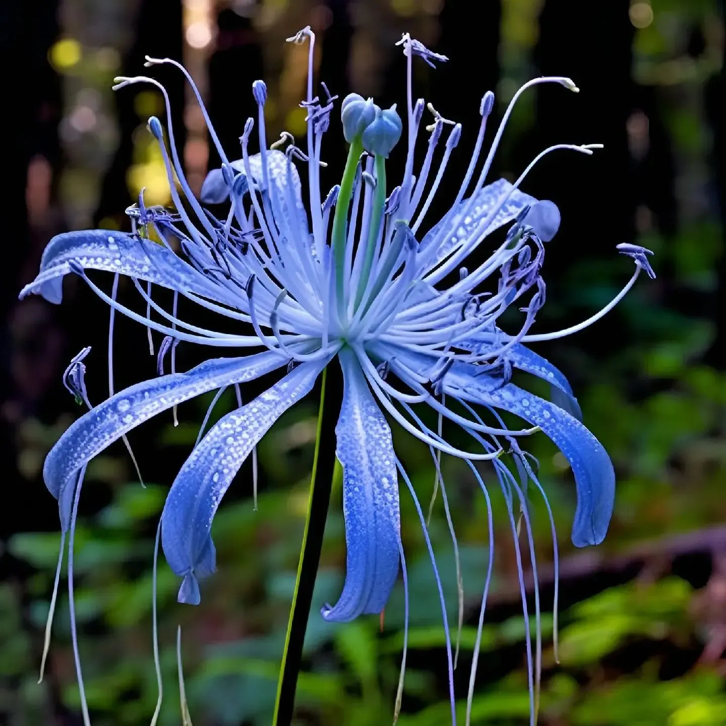 Spider Lily Bulbs-Multicolor🌈