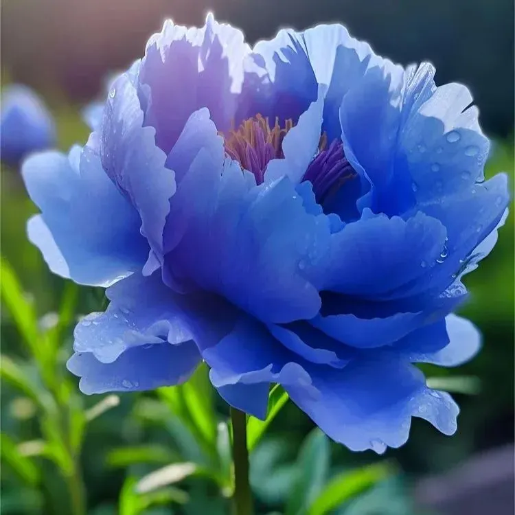 Colorful Peony Flower-Over 7 Colors