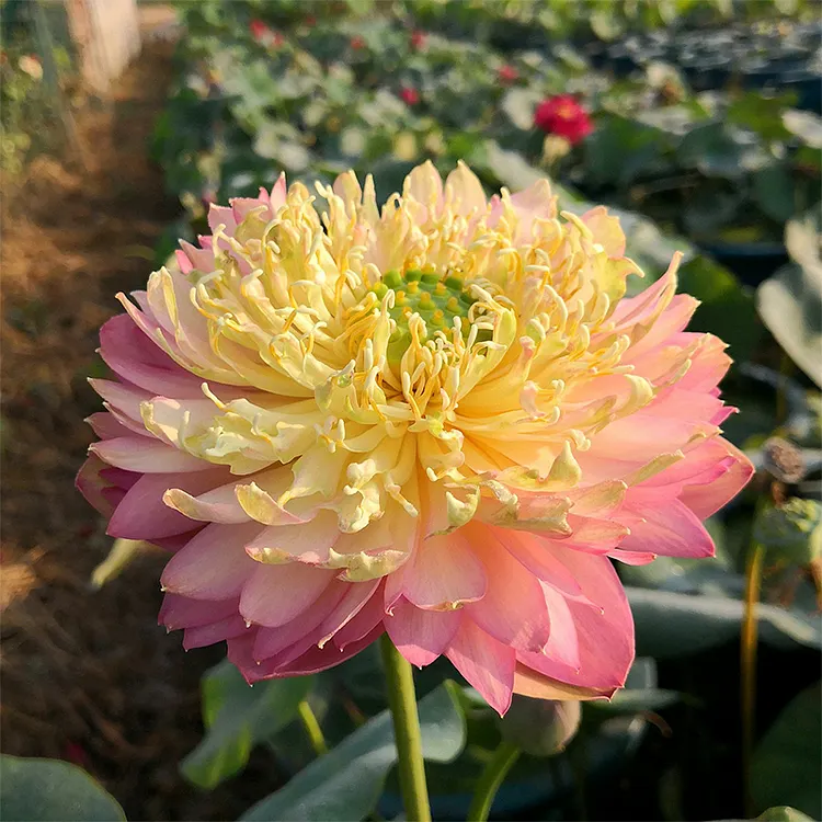 🪷Bonsai Double Lotus Seeds-Pure Heart