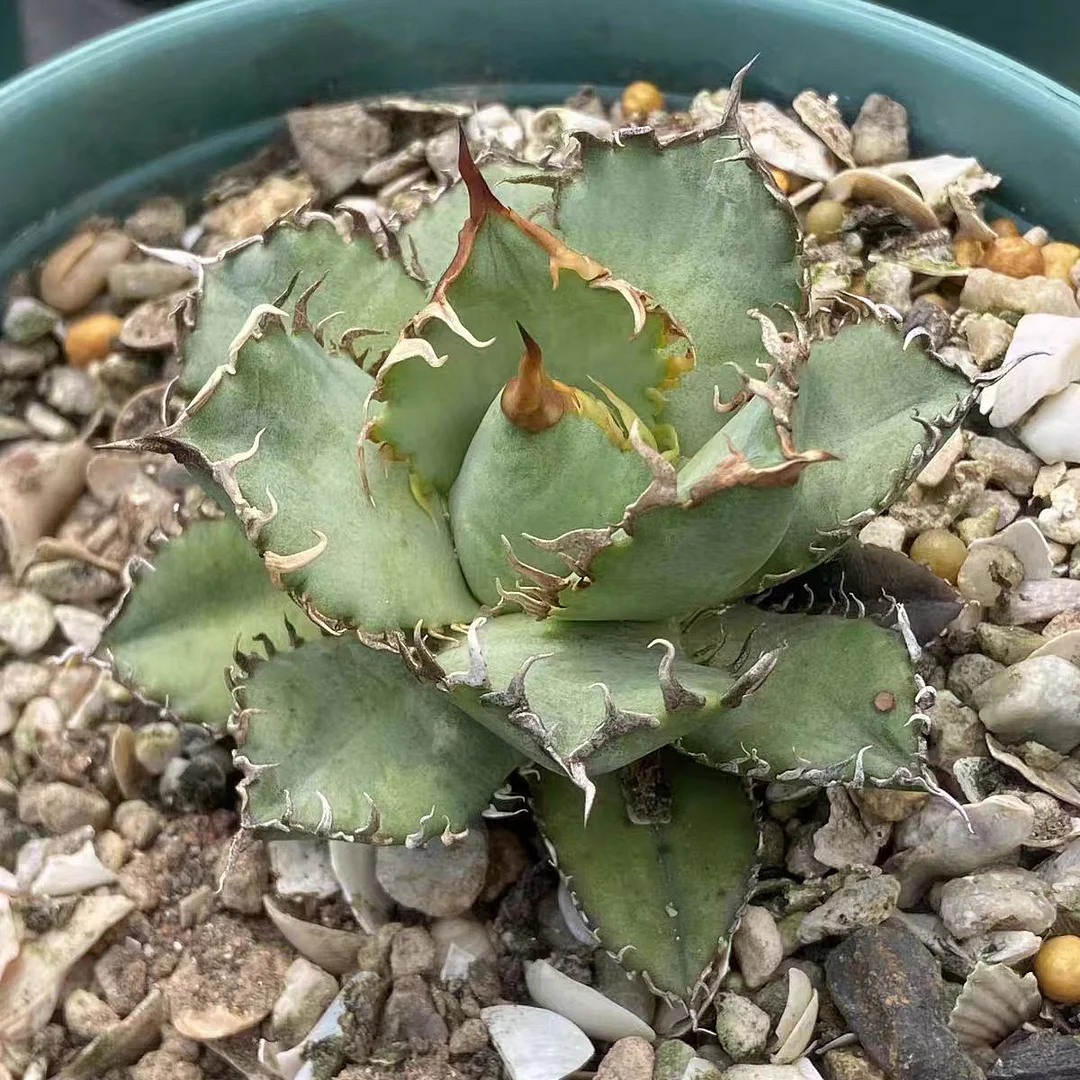 abld19.Agave  Titanota  Filigree  6cm/Agave plants/ Succulent plants / Garden landscape / Carefully select healthy plants