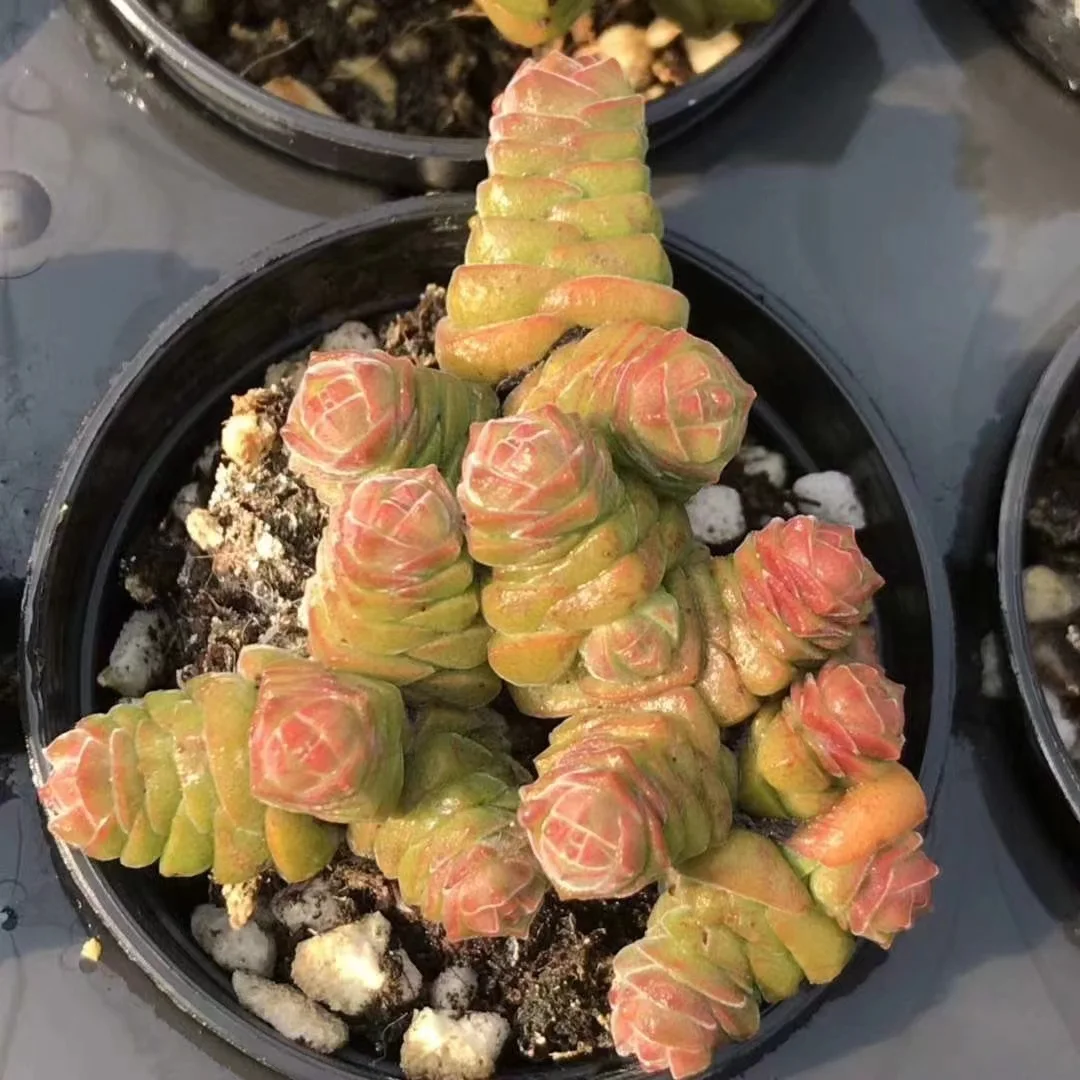 plant Aeonium Echeveria Haworthia  Caudex  Lithops Cactus  Agave 