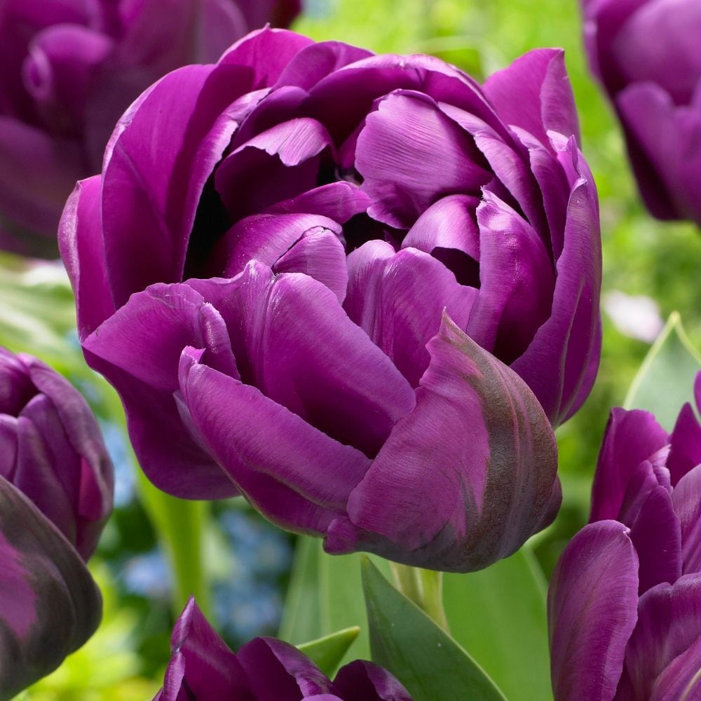 Purple Peony Double Late Tulip Bulbs Jonyparkseed®