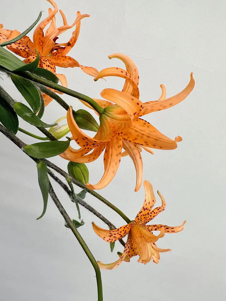 Old-Favorite Tiger Lily Seeds