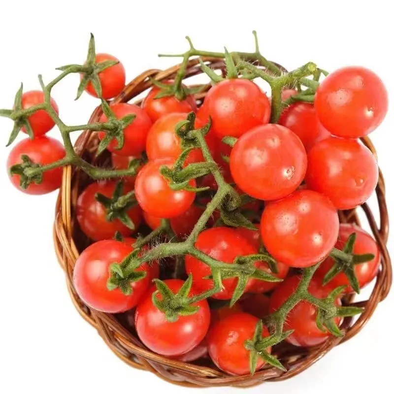 100% Germination rate-Waterfall Tomatoes Seeds-High Yield