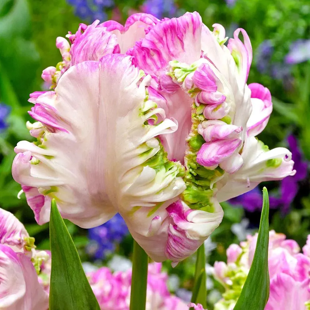 Cabanna Parrot Tulip Seeds