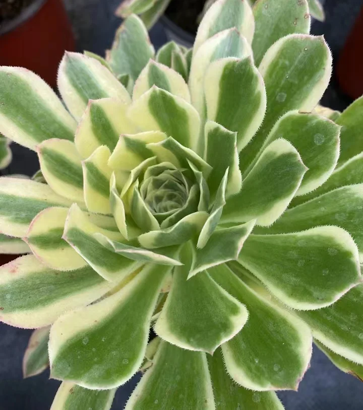 plant Aeonium Echeveria Haworthia  Caudex  Lithops Cactus  Agave 