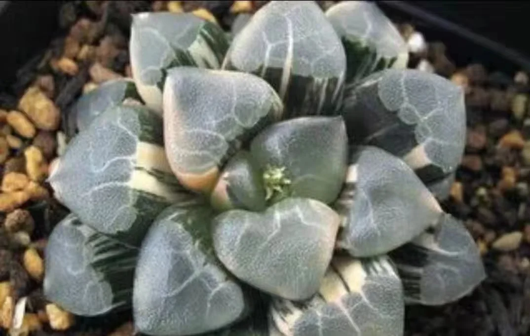 plant Aeonium Echeveria Haworthia  Caudex  Lithops Cactus  Agave 