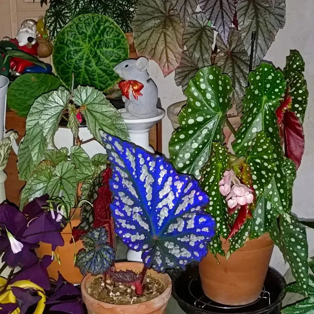 Elizabeth Begonia Seeds