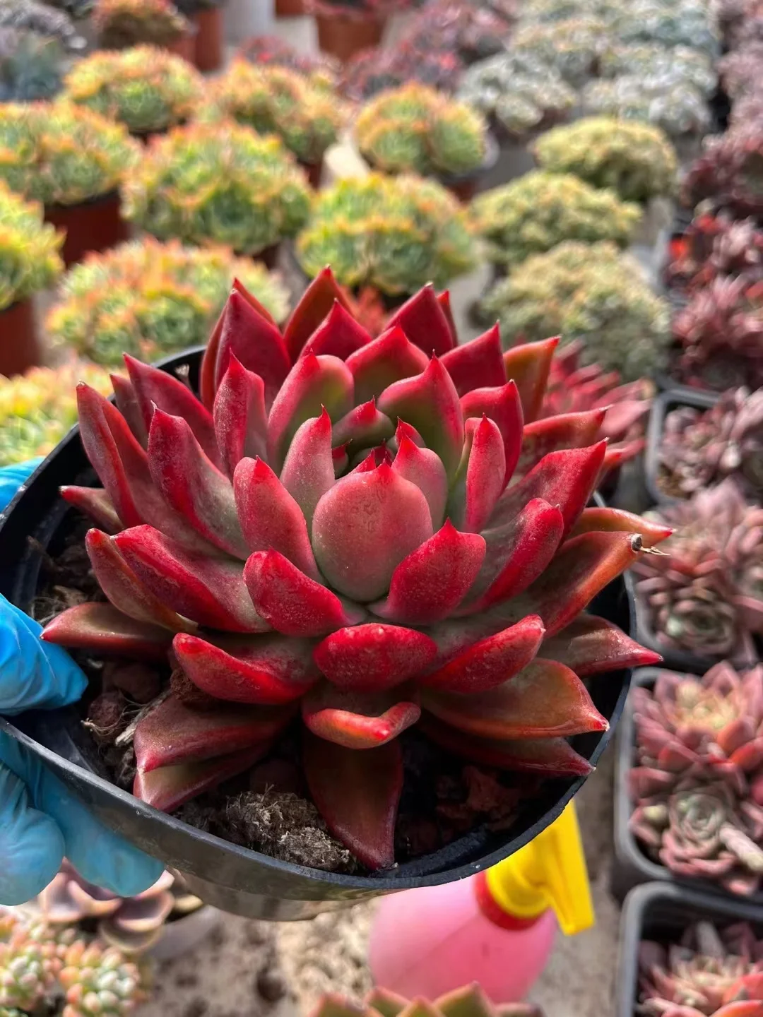 699 .   Echeveria agavoides Frank Reinel  single head 5-6cm / Echeveria / Succulent plants / Garden landscape / Carefully select healthy plants