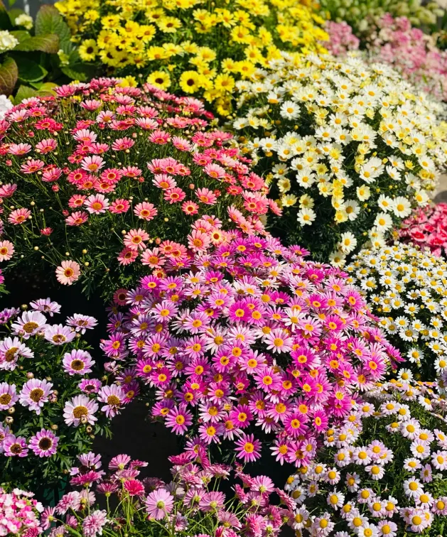 🌼Pest Killer: Pyrethrum Daisy Seeds