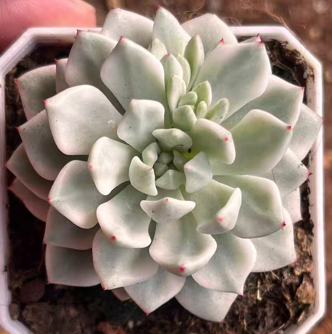 plant Aeonium Echeveria Haworthia  Caudex  Lithops Cactus  Agave 