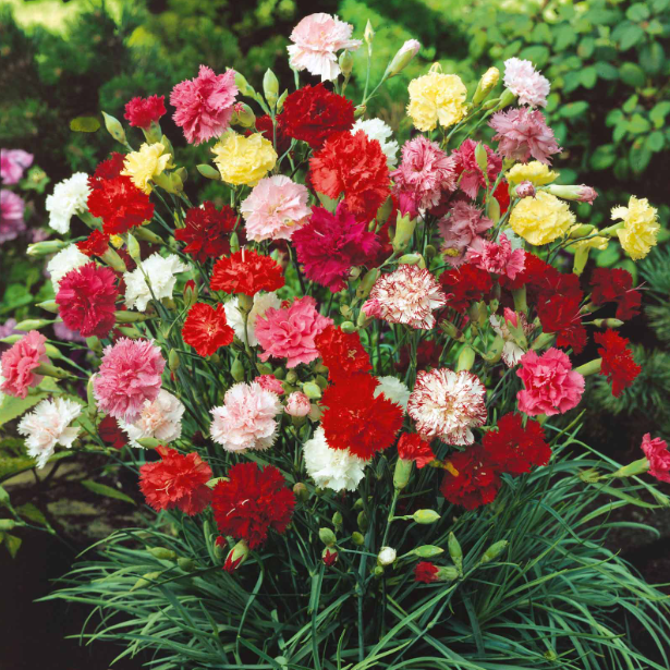 Double Carnation Seeds Mixed Color Jonyparkseed®