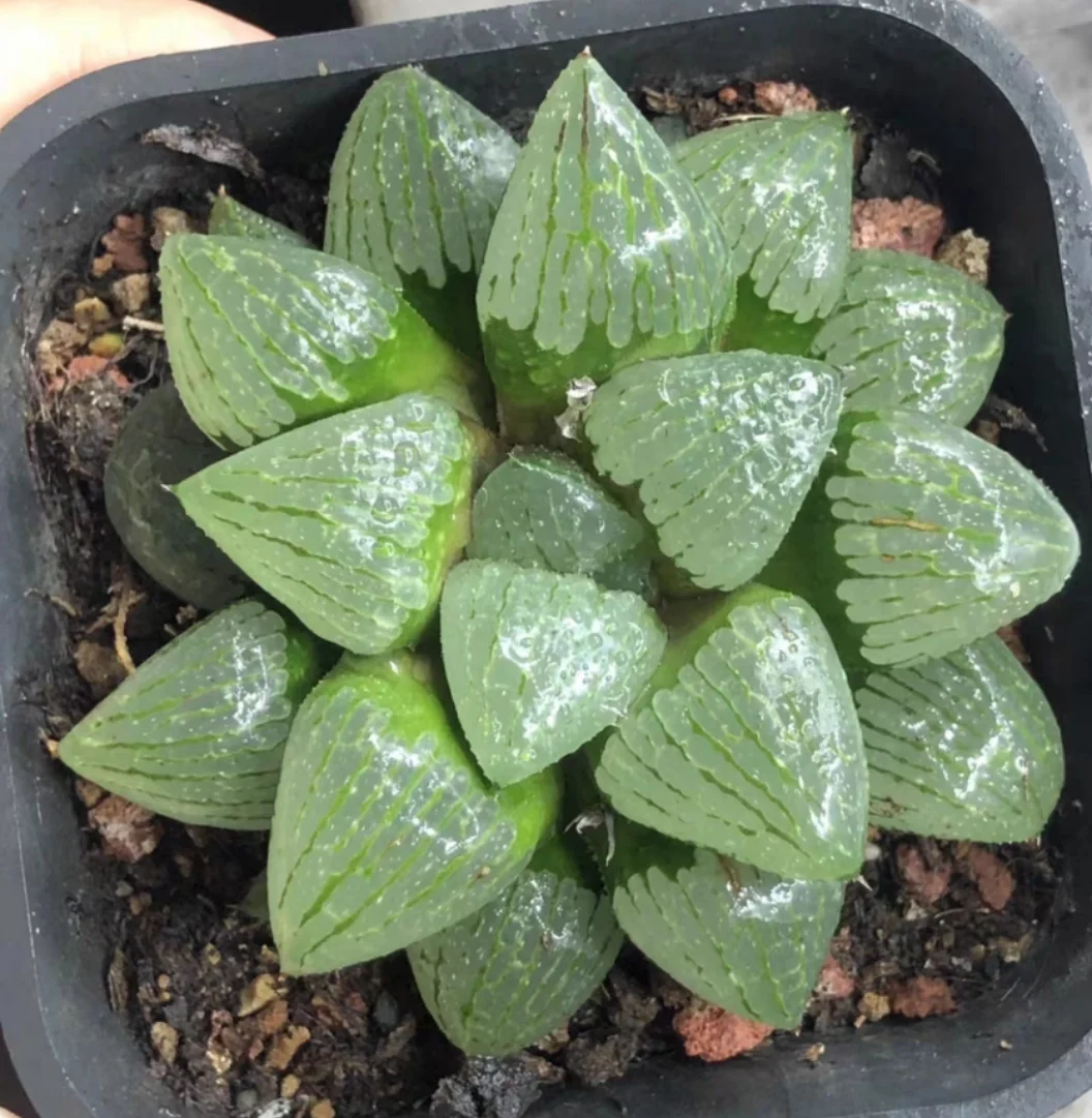 plant Aeonium Echeveria Haworthia  Caudex  Lithops Cactus  Agave 