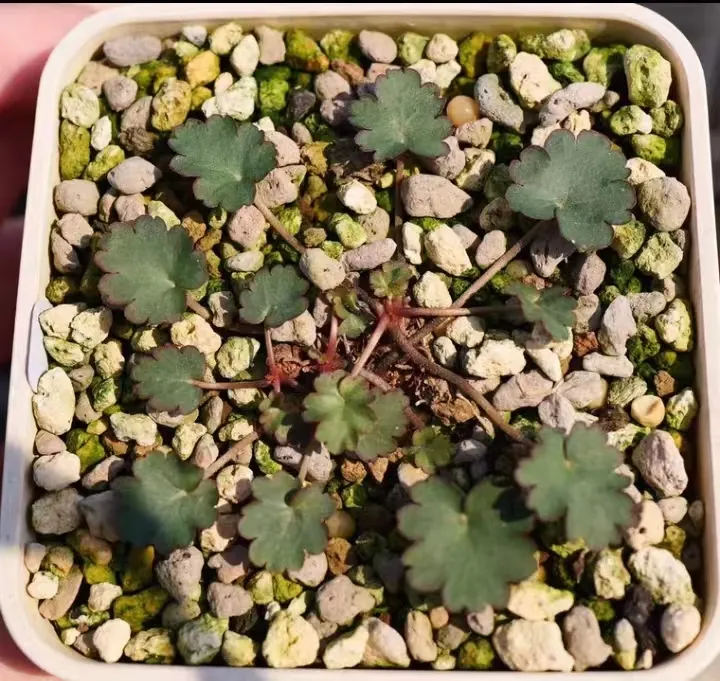 plant Aeonium Echeveria Haworthia  Caudex  Lithops Cactus  Agave 