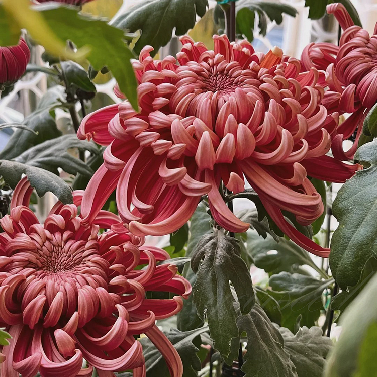 Red Giant Chrysanthemum Seeds