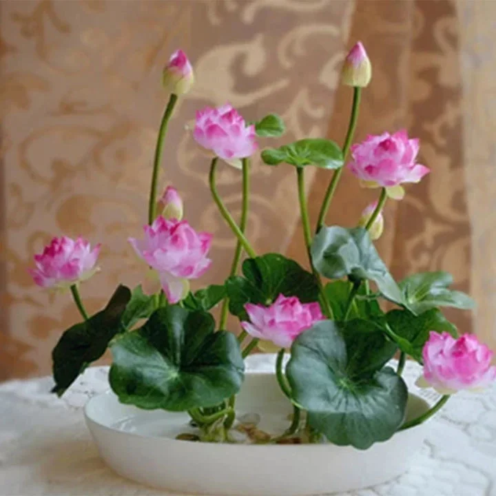 🔥【7 days germination】💐The Sacred Bonsai Bowl Lotus Flower