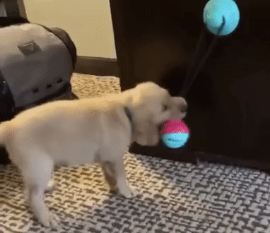 TUG TOY - Suction Cup Dog Toy – Waggy Pups