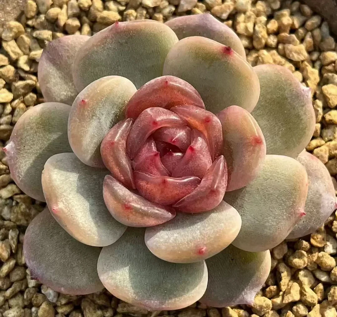 plant Aeonium Echeveria Haworthia  Caudex  Lithops Cactus  Agave 