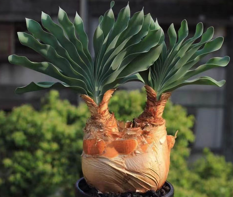 801.  Boophone haemanthoides   / Caudex  / Succulent plants / Garden landscape / Carefully select healthy plants