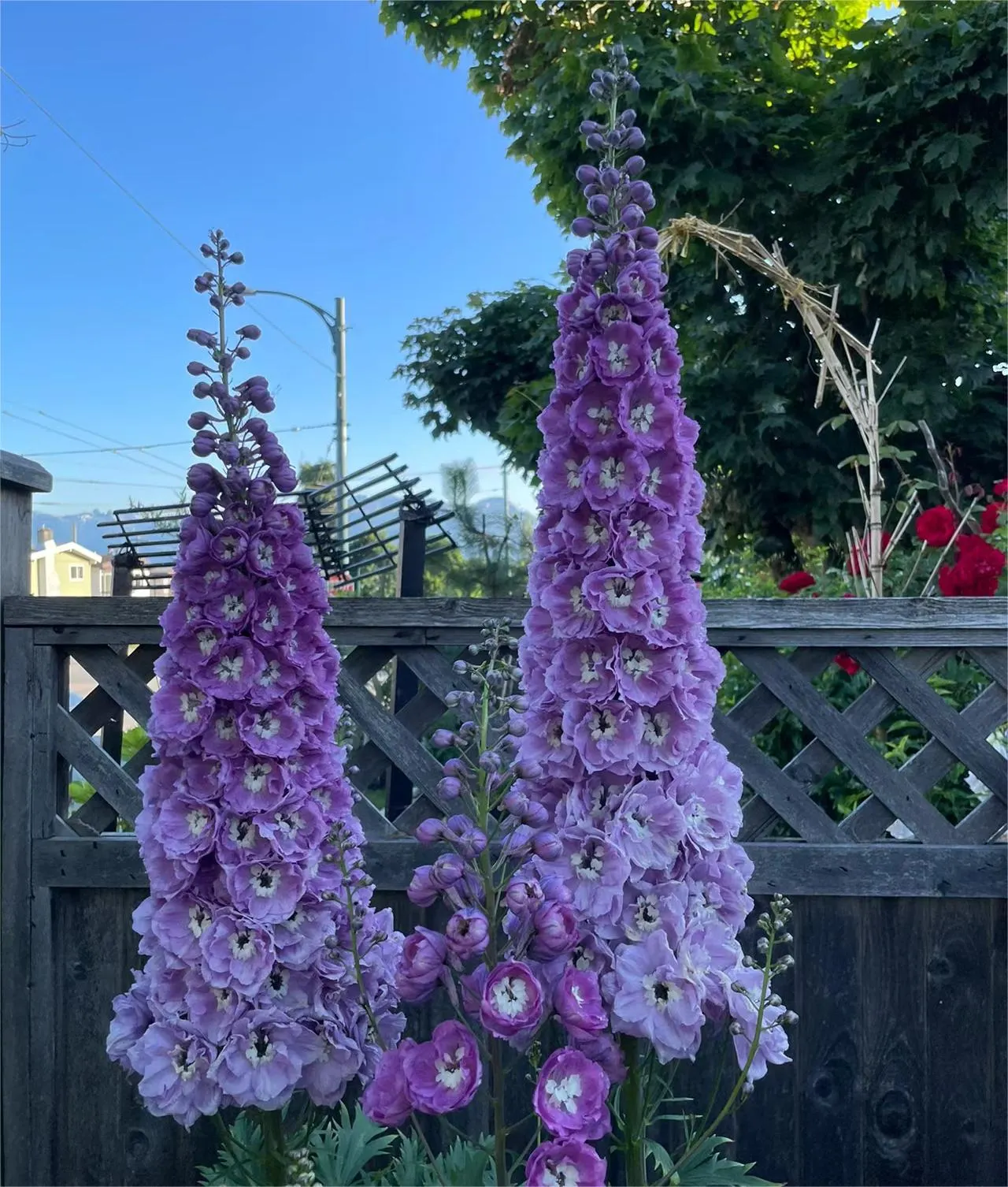 Delphinium Seeds-Mixed 7 Colors