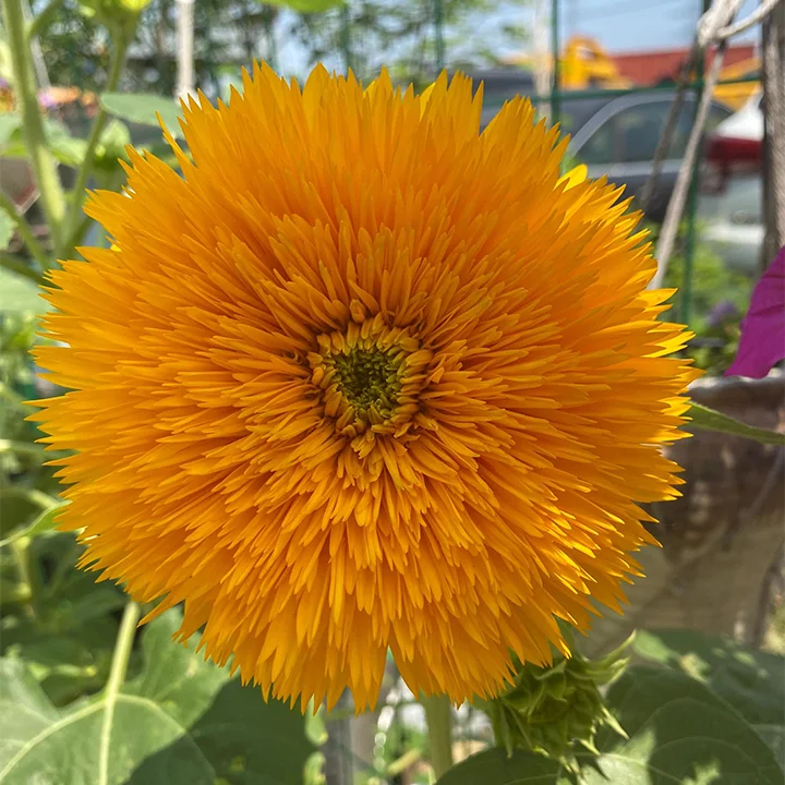 Sunflower Seeds, Teddy Bear