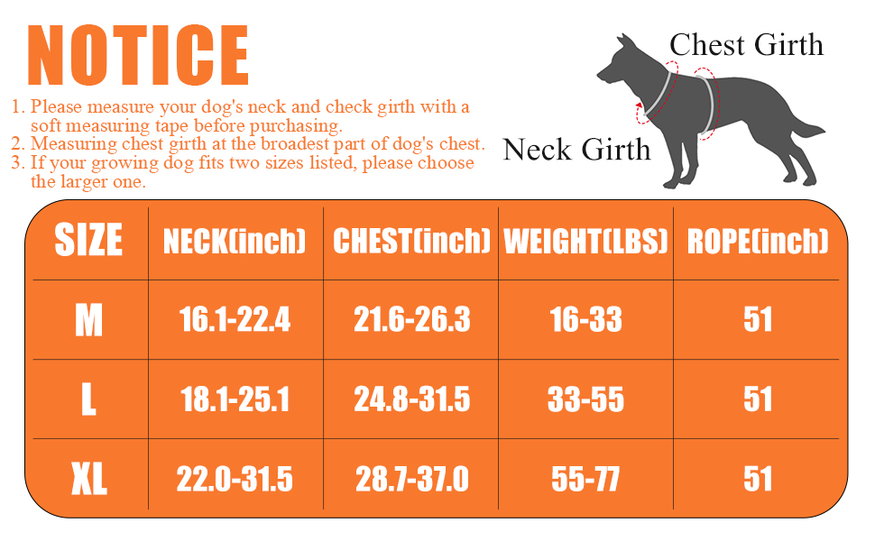 dog harness and leash