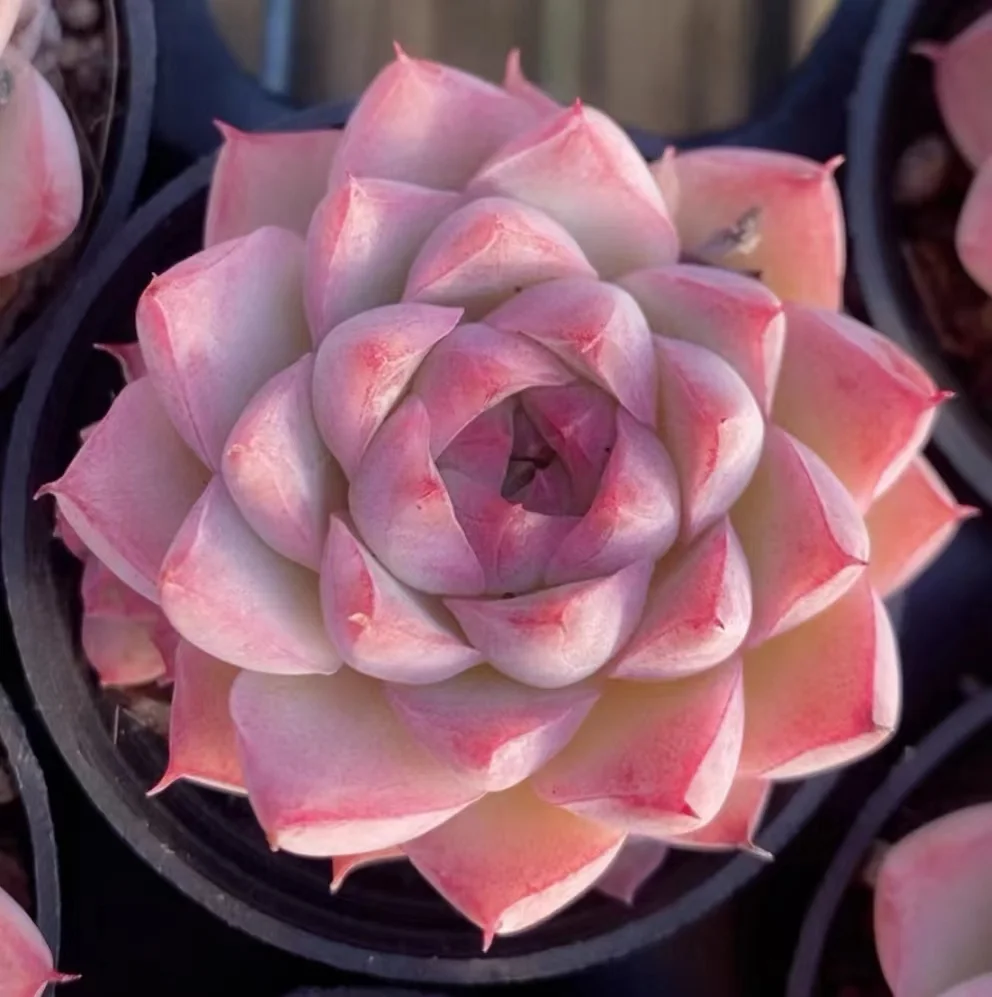 plant Aeonium Echeveria Haworthia  Caudex  Lithops Cactus  Agave 