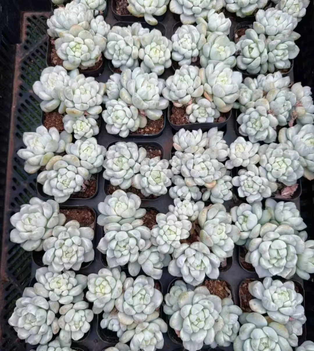 plant Aeonium Echeveria Haworthia  Caudex  Lithops Cactus  Agave 