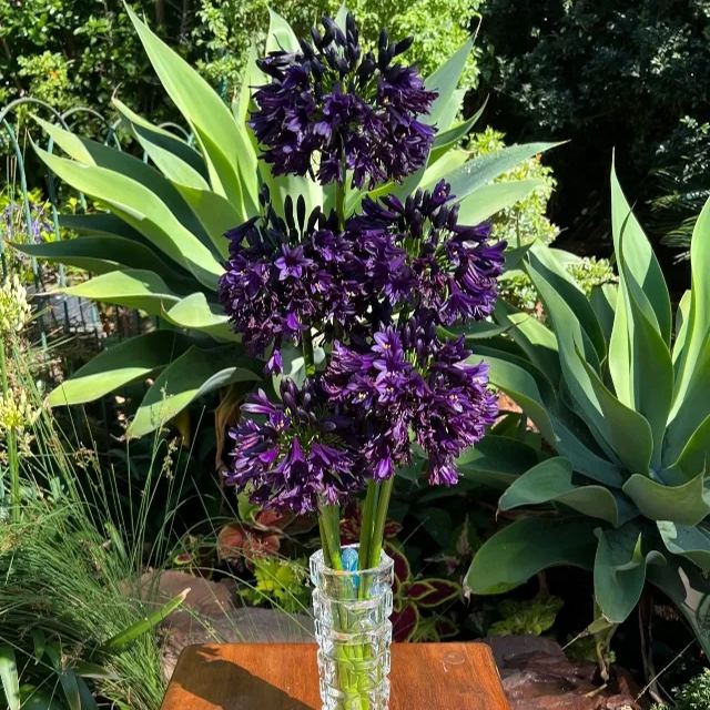 Agapanthus africanus 'Black Jack'