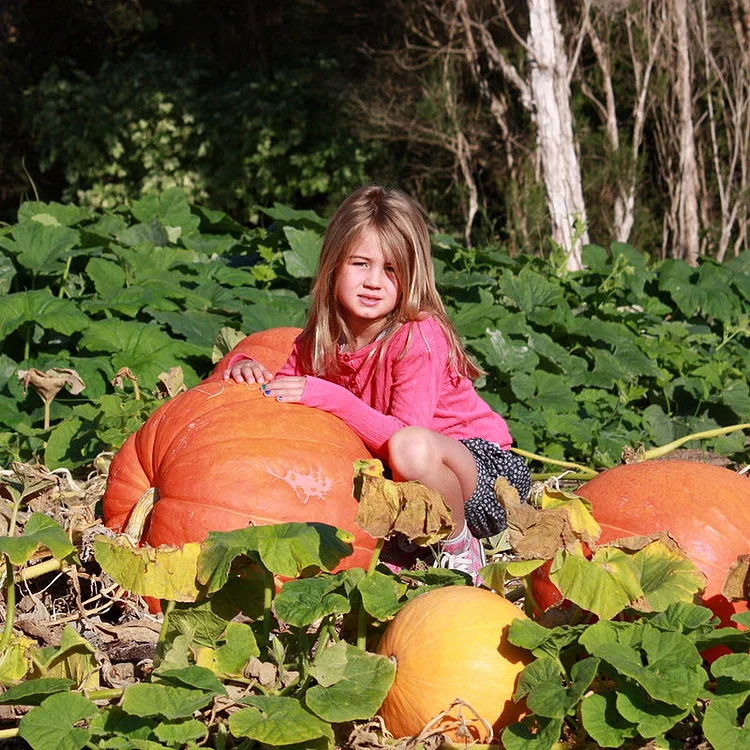 Last Day Promotion 60% OFF🌱-Giant Pumpkin Seeds(98% Germination)⚡Buy 2 Get Free Shipping