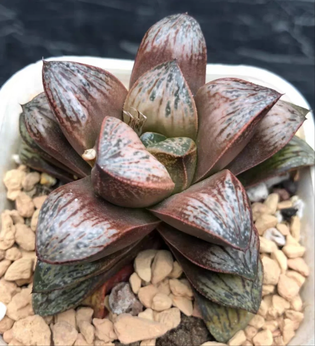 plant Aeonium Echeveria Haworthia  Caudex  Lithops Cactus  Agave 