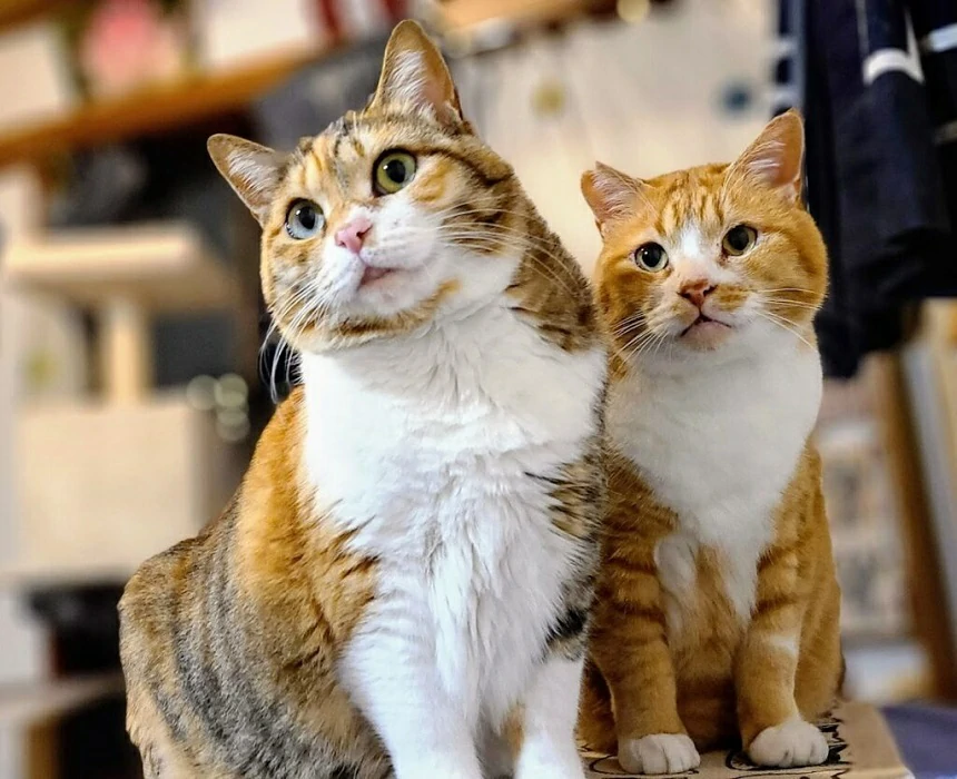 How Custom Pet Stuffed Animals Ease the Pain of Pet Loss