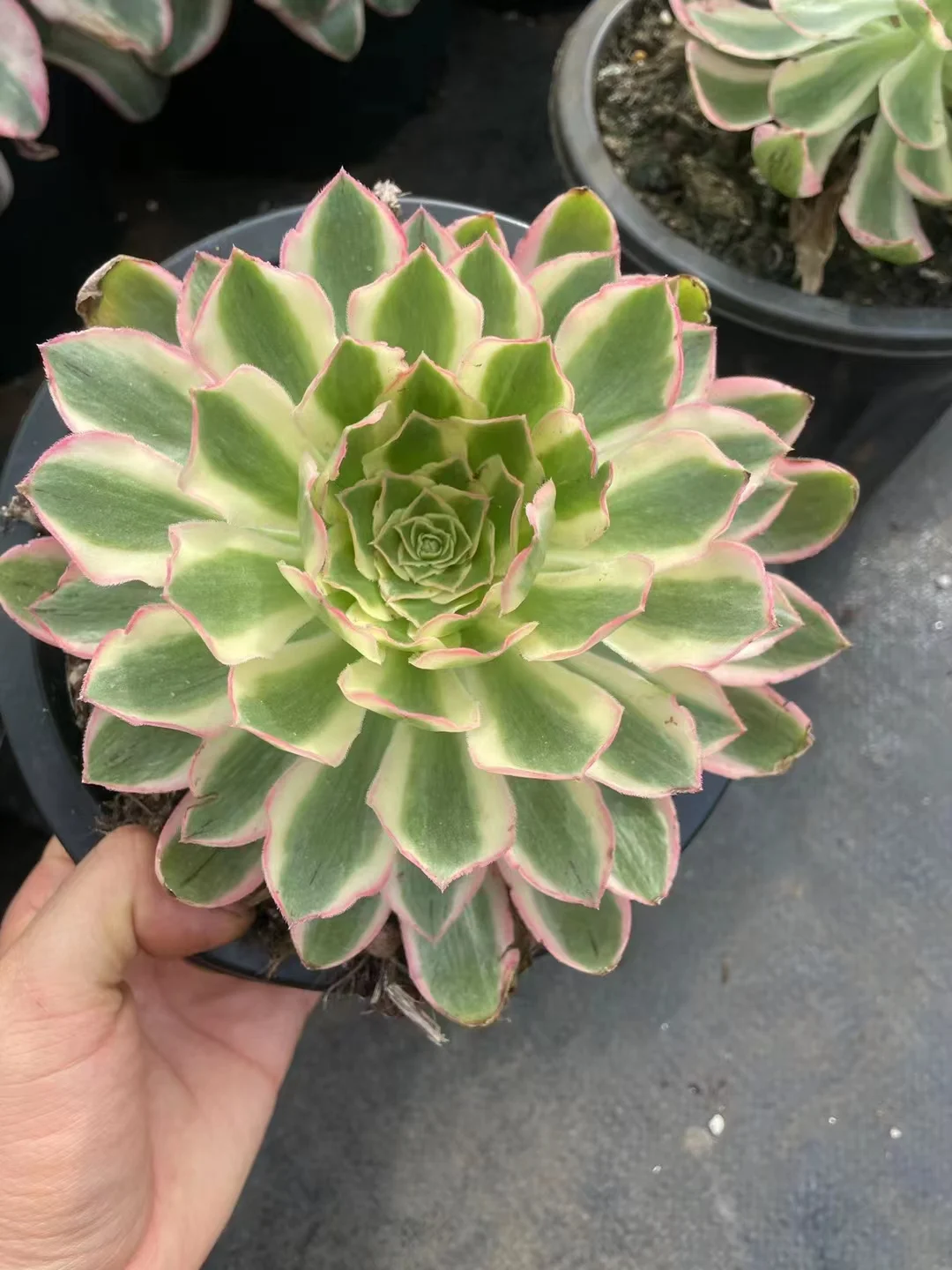 409.Green lotus cutting 10-12cn/Aeonium cutting/ Aeonium plants / Garden landscape / Carefully select healthy plants