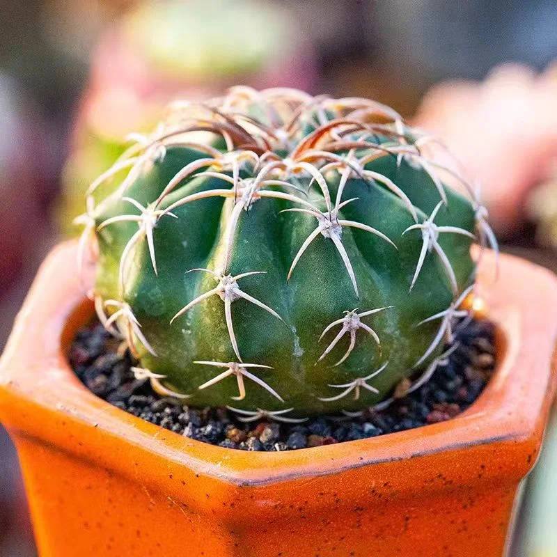 plant Aeonium Echeveria Haworthia  Caudex  Lithops Cactus  Agave 