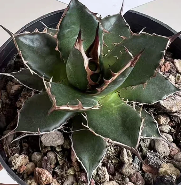 plant Aeonium Echeveria Haworthia  Caudex  Lithops Cactus  Agave 