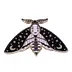 Magical Moon Bee