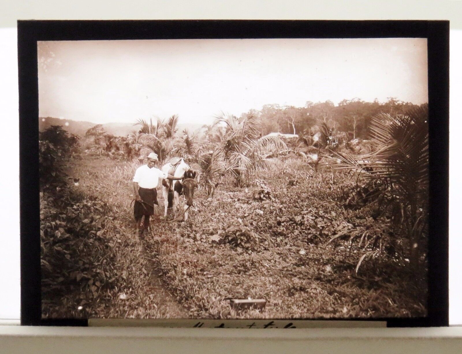 Glass Negative New Guinea Photo Poster painting - Africa German Colony - Glas Dia Photo Poster painting(N-93